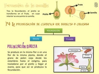 POLINIZACIÓN
CruzadaDirecta
Se produce en la misma flor o en una
flor de la misma planta, donde el
grano de polen viaja desde los
estambres hasta el estigma, para
trasladarse por el pistilo y llegar al
ovario, para que así se produzca la
fecundación.
Tras la fecundación, el pistilo se
transforma en el fruto, en cuyo
interior se encuentra la semilla.
Pistilo
Fruto
Semilla
Polinización
Estambre
Granos
de polen
Ovario
Ovulo
 