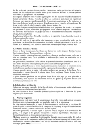 MODULO DE TECNOLOGIA AGRARIA
La flor perfecta o completa de una gramínea consta de un pistilo que tiene un único ovario
simple con dos estigmas en forma de pluma y tres estambres. El arroz es una excepción a
esta norma ya que presenta seis estambres.
Los órganos anteriores están rodeados y protegidos por dos hojas modificadas: la de mayor
tamaño es la lema y la mas pequeña la palea. Las lodículas o glumélulas son órganos en
forma de saco que se expanden cuando los órganos reproductores de la flor maduran, y
hacen que la lema y la paIea se separen, dejando expuestos el estambre y los estigmas. La
lema, la palea y los demás órganos incluidos forman la florecilla.
Las florecillas pueden originarse individualmente o en grupos de dos o más, a lo largo de
un eje central o raquis, conectadas por pequeños tallos, llamados raquillas. En la base de
las florecillas individuales o los grupos de éstas se encuentran unas estructuras semejantes
a hojas, llamadas glumas.
Las glumas y la florecilla o florecillas constituyen la espiguilla, Esta es la unidad base de la
inflorescencia en los pastos.
La flor del maíz es la excepción más importante en esta organización básica de las
gramíneas. Las florecillas femeninas están arregladas en líneas pareadas a lo largo del eje
central de la mazorca y cada florecilla produce un estilo-estigma simple, llamado pelo.
1.2 Plantas monoicas y dioicas
Como se había mencionado, las flores que tienen los cuatro órganos florales básicos
funcionales se llaman flores completas o perfectas.
Algunas especies producen flores sin estambres, o éstos no son funcionales, razón por la
cual se catalogan como flores pistiladas o androesteriles, como las localizadas en la
mazorca del maíz.
De igual manera, cuando las flores carecen de pistilo se denominan estaminadas. Este es el
caso de las florecillas sin estigma (o pelos) localizadas en la espiga del maíz.
Las flores y florecillas que no tienen órganos reproductores masculinos ni femeninos o que
teniéndolos no sean funcionales son estériles y por supuesto no producen semillas.
Algunas especies como el maíz y el pepino producen en una parte de la planta flores
estaminadas, y en otro lugar de la misma planta flores pistiladas. Plantas de este tipo se
denominan monoicas.
Algunas especies producen en una planta flores de un sólo tipo, ya sean pistiladas o
estaminadas; tales especies se denominan dioicas. La papaya y la palma datilera son
ejemplos de plantas de este tipo.
2. Polinización y fertilización
Solamente las partes esenciales de la flor, el pistilo y los estambres, están relacionados
directamente con la formación de la semilla.
En estos órganos se llevan a cabo los procesos que concluyen con la formación del grano
de polen y de la ovocelula.
2.1 Microsporogenesis
Si hacemos un corte transversal de una antera en desarrollo vemos cada uno de los cuatro
lóbulos o sacos polínicos ocupados por las células madres de la microspora
En esta etapa del desarrollo, la pared de la microspora se convierte en la envoltura del
grano de polen. Antes de la dehiscencia, esta pared se engrosa y la superficie externa toma
una forma, tamaño y textura característica de cada especie.
El núcleo generativo se divide, según la especie, antes o después de la distribución del
polen, y da origen a dos gametas masculinos o núcleos espermáticos. El proceso de
formación del polen se denomina microsporogenesis.
Mediante un proceso especial de división celular llamado meiosis, por medio del cual se
reduce el número de cromosomas, cada célula madre de la microspora se divide dos veces,
dando origen a cuatro microsporas, cada una de las cuales contiene el número básico de
Tecnología agraria (ITAV)--------------------- 4
 