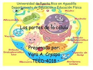 Universidad de Puerto Rico en Aguadilla
Departamento de Educación y Educación Física




     Las partes de la célula



          Preparado por:
          Yara A. Crespo
            TEED 4018
 