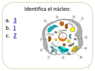 Identifica el núcleo:
a. 3
b. 1
c. 2




                               53
 