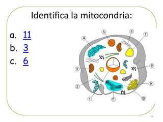 Identifica la mitocondria:
a. 11
b. 3
c. 6




                                 56
 