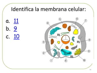 Identifica la membrana celular:
a. 11
b. 9
c. 10




                                   59
 