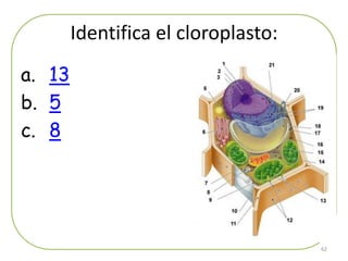 Identifica el cloroplasto:
a. 13
b. 5
c. 8




                                     62
 