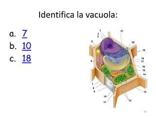 Identifica la vacuola:
a. 7
b. 10
c. 18




                                 65
 