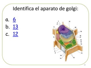 Identifica el aparato de golgi:
a. 6
b. 13
c. 12




                                    68
 