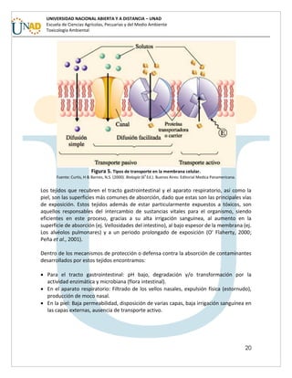 20
UNIVERSIDAD NACIONAL ABIERTA Y A DISTANCIA – UNAD
Escuela de Ciencias Agrícolas, Pecuarias y del Medio Ambiente
Toxicología Ambiental
Figura 5. Tipos de transporte en la membrana celular.
Fuente: Curtis, H & Barnes, N.S. (2000). Biología (6
a
Ed.). Buenos Aires: Editorial Medica Panamericana.
Los tejidos que recubren el tracto gastrointestinal y el aparato respiratorio, así como la
piel, son las superficies más comunes de absorción, dado que estas son las principales vías
de exposición. Estos tejidos además de estar particularmente expuestos a tóxicos, son
aquellos responsables del intercambio de sustancias vitales para el organismo, siendo
eficientes en este proceso, gracias a su alta irrigación sanguínea, al aumento en la
superficie de absorción (ej. Vellosidades del intestino), al bajo espesor de la membrana (ej.
Los alvéolos pulmonares) y a un periodo prolongado de exposición (O’ Flaherty, 2000;
Peña et al., 2001).
Dentro de los mecanismos de protección o defensa contra la absorción de contaminantes
desarrollados por estos tejidos encontramos:
 Para el tracto gastrointestinal: pH bajo, degradación y/o transformación por la
actividad enzimática y microbiana (flora intestinal).
 En el aparato respiratorio: Filtrado de los vellos nasales, expulsión física (estornudo),
producción de moco nasal.
 En la piel: Baja permeabilidad, disposición de varias capas, baja irrigación sanguínea en
las capas externas, ausencia de transporte activo.
 