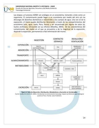 24
UNIVERSIDAD NACIONAL ABIERTA Y A DISTANCIA – UNAD
Escuela de Ciencias Agrícolas, Pecuarias y del Medio Ambiente
Toxicología Ambiental
Las etapas y el proceso ADME son análogos en un ecosistema, tomando a éste como un
organismo. El contaminante puede llegar a un ecosistema por medio del aire y/o las
descargas de desechos domésticos e industriales a los cuerpos de agua. Una vez se da la
exposición, el tóxico puede distribuirse libremente a través de los compartimientos del
ecosistema (aire, agua, suelo, flora, fauna) y ser secuestrado por alguno de estos (ej.
Suelos arcillosos), retrasando así sus efectos (Woolley, 2003). De las características del
contaminante, del medio en el que se encuentra y de la magnitud de la exposición,
depende la expansión, permanencia o fácil eliminación del mismo.
Figura 6. Ruta de Absorción, Distribución, Metabolismo y Excreción en Vertebrados.
Fuente: Landis, W. G & Yu M. (2003). Introduction to environmental toxicology: Impacts of chemicals upon ecological
systems (3
a
Ed.). Florida: Lewis Publishers.
 