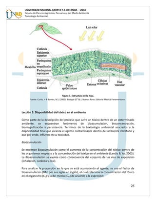 25
UNIVERSIDAD NACIONAL ABIERTA Y A DISTANCIA – UNAD
Escuela de Ciencias Agrícolas, Pecuarias y del Medio Ambiente
Toxicología Ambiental
Figura 7. Estructura de la hoja.
Fuente: Curtis, H & Barnes, N.S. (2000). Biología (6
a
Ed.). Buenos Aires: Editorial Medica Panamericana.
Lección 5. Disponibilidad del tóxico en el ambiente
Como parte de la descripción del proceso que sufre un tóxico dentro de un determinado
ambiente, se encuentran fenómenos de bioacumulación, bioconcentración,
biomagnificación y persistencia. Términos de la toxicología ambiental asociados a la
disponibilidad final que alcanza el agente contaminante dentro del ambiente infectado y
que por ende, influyen en su toxicidad.
Bioacumulación
Se entiende Bioacumulación como el aumento de la concentración del tóxico dentro de
los organismos respecto a la concentración del tóxico en el ambiente (Landis & Yu, 2003).
La Bioacumulación se evalúa como consecuencia del conjunto de las vías de exposición
(inhalación, cutánea y oral).
Para analizar la proporción en la que se está acumulando el agente, se usa el factor de
bioacumulación (BAF por sus siglas en inglés), el cual relaciona la concentración del tóxico
en el organismo (C1) y la del medio (Cm) de acuerdo a la expresión:
 