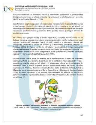 65
UNIVERSIDAD NACIONAL ABIERTA Y A DISTANCIA – UNAD
Escuela de Ciencias Agrícolas, Pecuarias y del Medio Ambiente
Toxicología Ambiental
funcionar dentro de un ecosistema natural o intervenido, sosteniendo la productividad
biológica, manteniendo la calidad ambiental y promoviendo la salud de plantas y animales
(Soil Science Society of America, 1997).
Los efectos en las plantas pueden ser ocasionados, indirectamente (baja calidad del suelo)
o directamente (absorción del metal a través de las raíces o contacto por vía aérea). La
respuesta comúnmente encontrada bajo condiciones de contaminación por metales es la
retardación en el crecimiento y desarrollo de las plantas, efectos que logran a través de
ciertos mecanismos.
El Cadmio, por ejemplo, inhibe el cierre estomático, causando modificaciones en el
balance hídrico, y produce daños, tanto en enzimas sensibles a dicho metal, como en el
aparato fotosintético (Clemens, 2007). El Zinc, modifica la estructura normal del
cloroplasto, alterando la síntesis de clorofila y la fotosíntesis (Doncheva, Stoynova &
Velikova, 2001). El Plomo, cambia la estructura y permeabilidad de las membranas
alterando el balance de agua y nutrientes minerales, daños que se pueden evidenciar por
la apariencia oscura de las raíces (Sengar et al, 2008) y el Mercurio, deforma los tejidos
vasculares y parenquimáticos (Rodríguez, et al. 2009).
Un mecanismo común entre los metales, es la interferencia en la toma de nutrientes
esenciales, efecto generalmente evidenciado por la clorosis en hojas (coloración verde –
amarilla o amarilla pálida en el follaje). El Manganeso influye en la deficiencia de
nutrientes como el Hierro, Magnesio y Calcio, produciendo además de clorosis, lesiones
necróticas. El Arsénico, disminuye macronutrientes como el Fósforo, Potasio, Calcio y
Magnesio, y micronutrientes como el Boro, Cobre, Hierro y Manganeso (Carbonell et al.,
1998). El medio ambiente es un sistema interconectado, los efectos en uno de los
componentes tiene repercusiones directas o indirectas en los demás, tal como se observa
en la Figura 17.
Figura 17. Efecto de la contaminación por metales en diferentes componentes del medio ambiente
Fuente: Llugany, M., Tolrà, R., Poschnrieder, C. & Barceló J. (2007). Hiperacumulación de metales: ¿una ventaja para la
planta y para el hombre?. Ecosistemas 16: 4-9.
 
