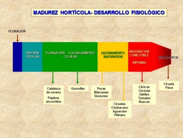A Madurez Fisiológica