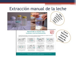 Extracción manual de la leche
 