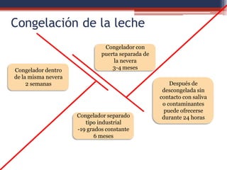Congelación de la leche
Congelador dentro
de la misma nevera
2 semanas
Congelador con
puerta separada de
la nevera
3-4 meses
Congelador separado
tipo industrial
-19 grados constante
6 meses
Después de
descongelada sin
contacto con saliva
o contaminantes
puede ofrecerse
durante 24 horas
 