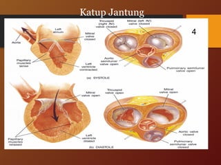 Injap Anatomy and Physiology Cardiovascular System | PPT