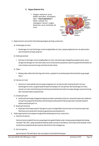 Hak Citpa MGMP PAK SMA Negeri 1 Ende Kurikulum KTSP Page 16
2. Organ Kelamin Pria
1. Organ kelaminpriaterdiri dari beberapabagianpenting,antaralain:
a) Kandunganairmani
• Kandunganairmani berfungsi untukmenghasilkanairmani,yangmenghantarsel-sel spermadari
satu tempatke tempatyanglain.
b) Kelenjarprostat
• Kelenjarini berfugsi untukmenghasilkanairmani,danberfungsi sebagiklepyangbersama-sama
dengankandunganairmani dan zakar turut melancarkanperjalananspermayangtelahdihasilkanair
mani melalui salurankencinguntuk keluardari tubuh.
c) Zakar
• Batang zakar dibentukolehtigaototmelar,yangberisi amatbanyakpembuluhdarahyangsangat
halus
d) Saluranair mani
• Saluranair mani adalahsaluranyang mengantarsel-selspermadari anakbuahpelirmenuju
kandunganairmani,yangmenjadi tempatmenyimpansel-sel sperma.Dari kandunganairmani,
saluranair mani masihberlanjutke kelenjarprostatdankemudianmenyatudengansalurankencing
dan melewati zakarsampai keluar.
e) Anakbuah pelir
 Anakbuah berfungsi sebagaitempatpenyimpansementarauntuksel-seljantan(sperma),sebabsel-
sel spermayangtelahdihasilkanolehkelenjarpembuatbenihberkumpul danmenjadi masakdi
dalamanak buahpelirini.
f) Buah pelir(testes).
 Buah pelirberfungsiseperti indungteluryaitumengahsilkanhormondansel-seljantan(sperma).
Olehkarenaitubuahpelirdisebutjugakelenjarpembuatbenih.
2. Pada organkelaminpriadapatmenghasilkanbeberapahormon,antaralain:
a. HormonTersteron
Hormontesteroadalahhormonyang dapatmengubahbadananak remajayangsedangberkembang
menjadi “laki-laki”,yangnampakperubahanpadasuarapria membesar,kumisnyamulai tampak,mulai
tumbuhbulupadaketiakdanseputaralat kelamindansebagainya.
b. Sel-sel sperma
Spermabearti “bendahidup”danmerupakancikal bakal kehidupan.
 