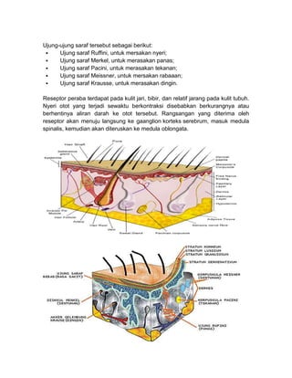 Reseptor Pacini Ruffini Modul pertemuan psy faal pkk ke 2 materi sistem se | PDF