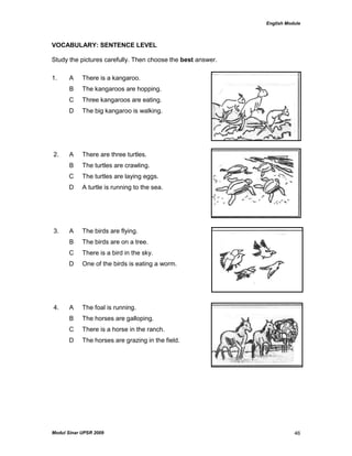 English Module
Modul Sinar UPSR 2009 46
VOCABULARY: SENTENCE LEVEL
Study the pictures carefully. Then choose the best answer.
1. A There is a kangaroo.
B The kangaroos are hopping.
C Three kangaroos are eating.
D The big kangaroo is walking.
2. A There are three turtles.
B The turtles are crawling.
C The turtles are laying eggs.
D A turtle is running to the sea.
3. A The birds are flying.
B The birds are on a tree.
C There is a bird in the sky.
D One of the birds is eating a worm.
4. A The foal is running.
B The horses are galloping.
C There is a horse in the ranch.
D The horses are grazing in the field.
 