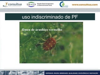 fêmea de aranhiço vermelho
uso indiscriminado de PF
 