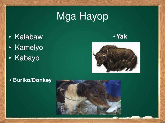 trivia ng pinakamalaking hayop sa pilipinas Ang mindanao o kamindanawan, (ingles: southern pilipinas o tagalog: timog pilipinas) ay ang ikalawang pinakamalaking pulo sa pilipinasito rin ang tawag sa isa sa tatlong pangunahing pangkat ng mga pulo sa pilipinas (ang dalawa ay ang luzon at ang kabisayaan), na binubuo ng pulo ng mindanao at ng mga nakapalibot na mga maliliit na pulo. trivia ng pinakamalaking hayop sa pilipinas Ang mindanao o kamindanawan, (ingles: southern pilipinas o tagalog: timog pilipinas) ay ang ikalawang pinakamalaking pulo sa pilipinasito rin ang tawag sa isa sa tatlong pangunahing pangkat ng mga pulo sa pilipinas (ang dalawa ay ang luzon at ang kabisayaan), na binubuo ng pulo ng mindanao at ng mga nakapalibot na mga maliliit na pulo.