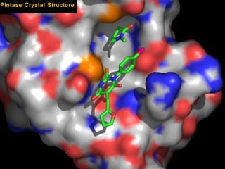 Pintase Crystal Structure
 