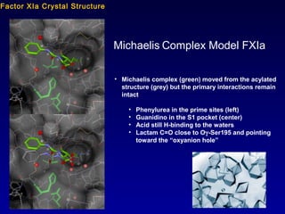 Michaelis Complex Model FXIa
• Michaelis complex (green) moved from the acylated
structure (grey) but the primary interactions remain
intact
• Phenylurea in the prime sites (left)
• Guanidino in the S1 pocket (center)
• Acid still H-binding to the waters
• Lactam C=O close to Oγ-Ser195 and pointing
toward the “oxyanion hole”
Factor XIa Crystal Structure
 