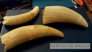 DENTES DE BALEIA
 