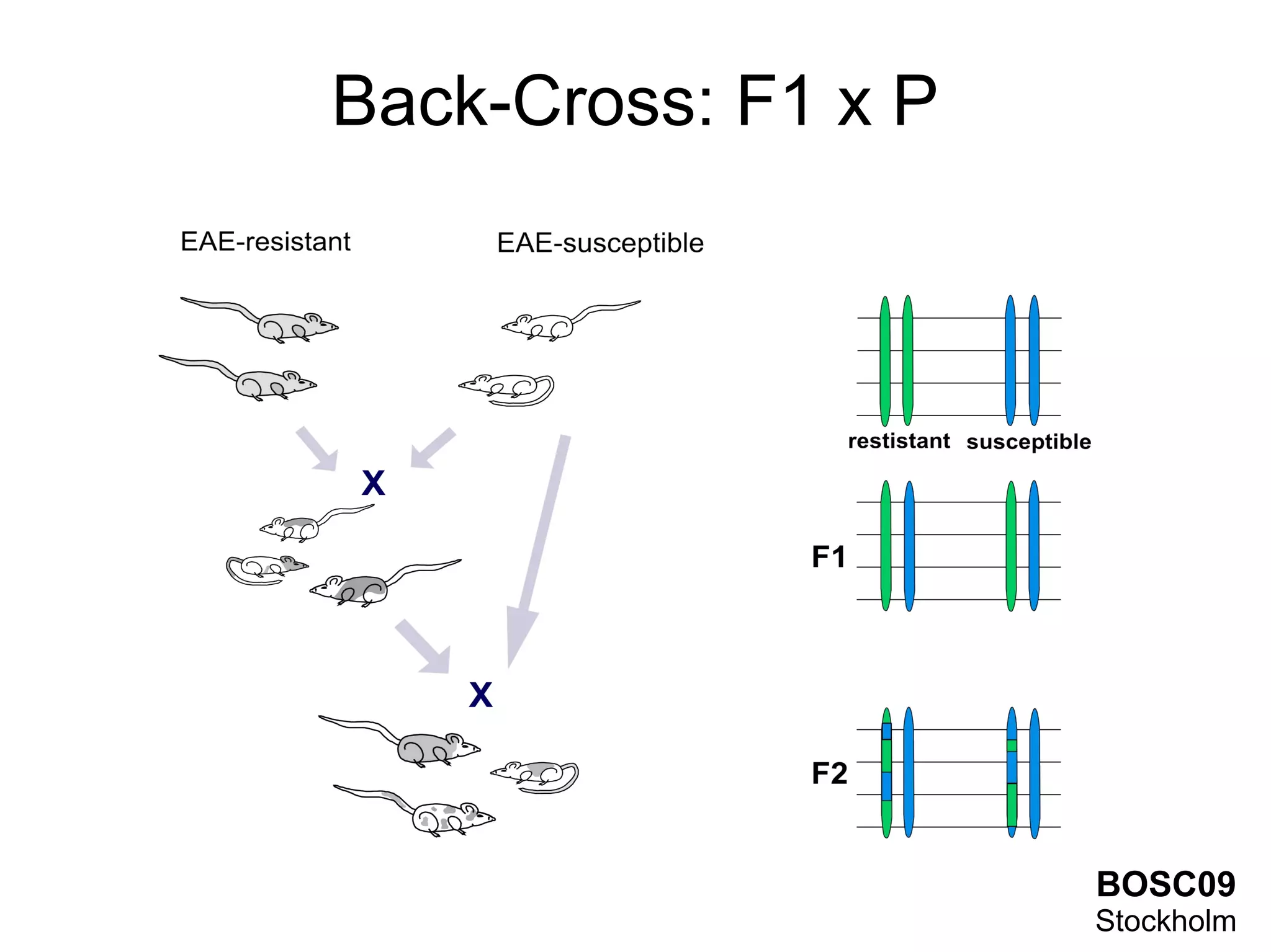 Back-Cross: F1 x P




                     BOSC09
                     Stockholm
 
