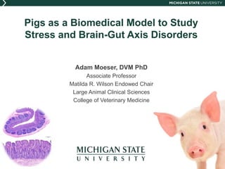 Pigs as a Biomedical Model to Study
Stress and Brain-Gut Axis Disorders
Adam Moeser, DVM PhD
Associate Professor
Matilda R. Wilson Endowed Chair
Large Animal Clinical Sciences
College of Veterinary Medicine
 