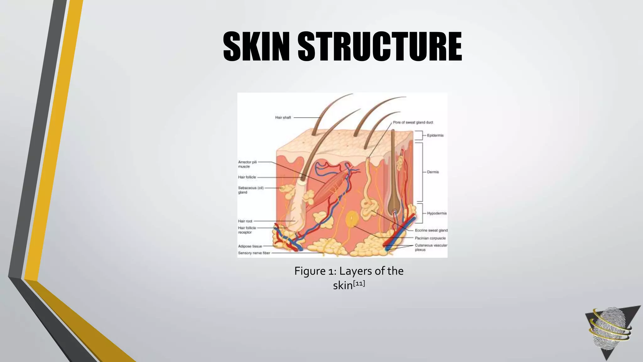 SKIN STRUCTURE 
Figure 1: Layers of the 
skin[11] 
 