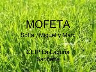MOFETA
Sofía , Miguel y Marc
CEIP La Laguna
Sariñena
 