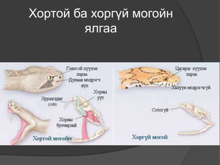 Хортой ба хоргүй могойн
ялгаа
 