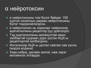α нейротоксин
 α нейротоксины том бүлэг байдаг. 100
хүртэл синапсын дараах нейротоксины
бүлэг тодорхойлогдсон.
 α нейротоксин нь хоринэрг нейроноор
ацетилхолины рецептор руу довтолдог.
 Тэд ацетилхолины молекултай ижил
хэлбэртэй хуурамч дүрс үүсгэн АЦХ-ы
рецептортой холбогдоно.
 Ингэсэнээр АЦХ-ы урсгал саатаж саа үүснэ.
(мэдээ алдана)
 Хаан кобра, далайн могой, наж зэрэг
могойноос ялгардаг.
 