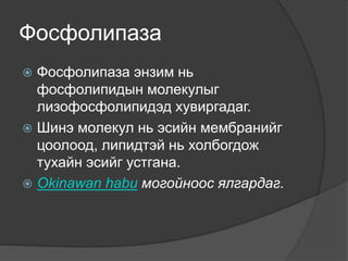 Фосфолипаза
 Фосфолипаза энзим нь
фосфолипидын молекулыг
лизофосфолипидэд хувиргадаг.
 Шинэ молекул нь эсийн мембранийг
цоолоод, липидтэй нь холбогдож
тухайн эсийг устгана.
 Okinawan habu могойноос ялгардаг.
 