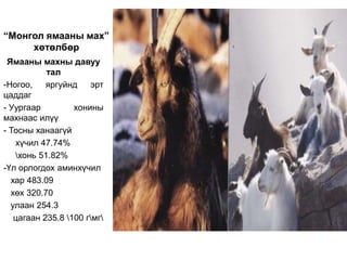 “Монгол ямааны мах”
     хөтөлбөр
 Ямааны махны давуу
           тал
-Ногоо,    яргуйнд    эрт
цаддаг
- Уургаар         хонины
махнаас илүү
- Тосны ханаагүй
   хүчил 47.74%
   хонь 51.82%
-Үл орлогдох аминхүчил
  хар 483.09
  хөх 320.70
  улаан 254.3
   цагаан 235.8 100 гмг
 
