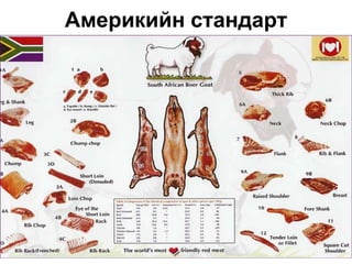 Америкийн стандарт
 