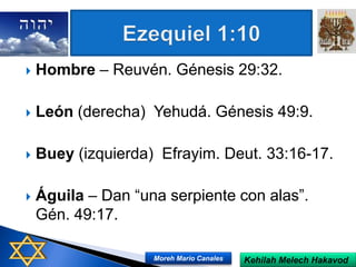  Hombre – Reuvén. Génesis 29:32.
 León (derecha) Yehudá. Génesis 49:9.
 Buey (izquierda) Efrayim. Deut. 33:16-17.
 Águila – Dan “una serpiente con alas”.
Gén. 49:17.
Kehilah Melech HakavodMoreh Mario Canales
 