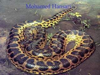 Mohamed Hansari 