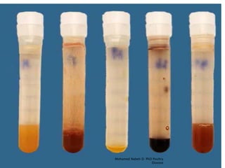 Serological test for poultry (HI Test) | PDF