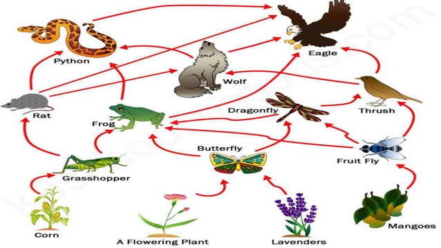 Food chain/food web/producers/carnivores/omnivores/decomposers ...