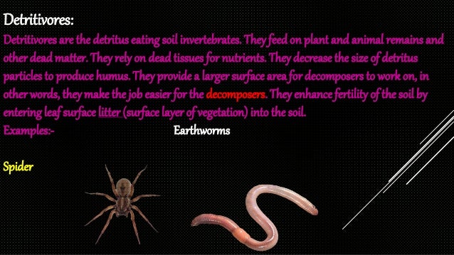 Food chain/food web/producers/carnivores/omnivores/decomposers/detrit…