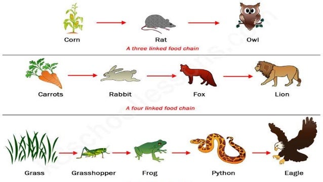 Food Chain Of Animals