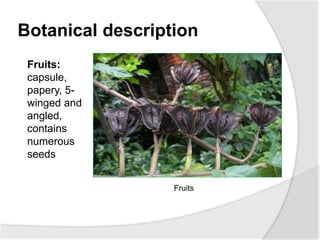 Botanical description
Fruits
Fruits:
capsule,
papery, 5-
winged and
angled,
contains
numerous
seeds
 