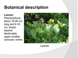 Botanical description
Leaves:
Polymorphous
about 10-30 cm.
long and 6-18
cm. broad,
repand-
denticulate,
upper smaller,
na...