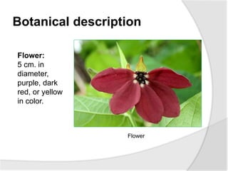 Botanical description
Flower
Flower:
5 cm. in
diameter,
purple, dark
red, or yellow
in color.
 