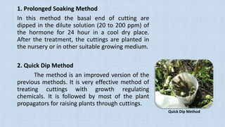 ROUTINE NURSERY PRACTICES | PPTX