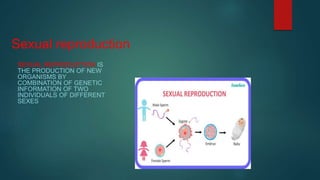 Sexual reproduction
SEXUAL REPRODUCTION IS
THE PRODUCTION OF NEW
ORGANISMS BY
COMBINATION OF GENETIC
INFORMATION OF TWO
IN...
