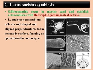 2. Laxus oneistus symbiosis
• Stilbonematids occur in marine sand and establish
ectosymbioses with thiotrophic gammaproteobacteria.
• L. oneistus ectosymbiont
cells are rod shaped and
aligned perpendicularly to the
nematode surface, forming an
epithelium-like monolayer.
 