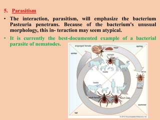 5. Parasitism
• The interaction, parasitism, will emphasize the bacterium
Pasteuria penetrans. Because of the bacterium's unusual
morphology, this in- teraction may seem atypical.
• It is currently the best-documented example of a bacterial
parasite of nematodes.
 
