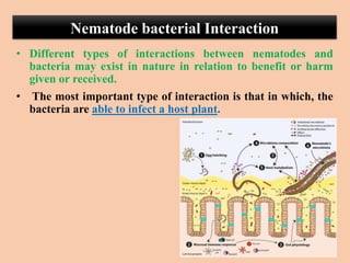 Nematode bacterial Interaction
• Different types of interactions between nematodes and
bacteria may exist in nature in relation to benefit or harm
given or received.
• The most important type of interaction is that in which, the
bacteria are able to infect a host plant.
 
