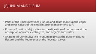 Comprehensive Study of Jejunum and Ileum Anatomy and Histology | PPTX