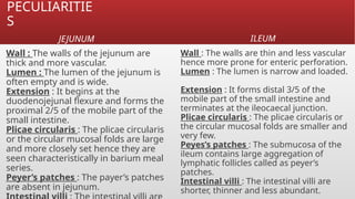 Comprehensive Study of Jejunum and Ileum Anatomy and Histology | PPTX